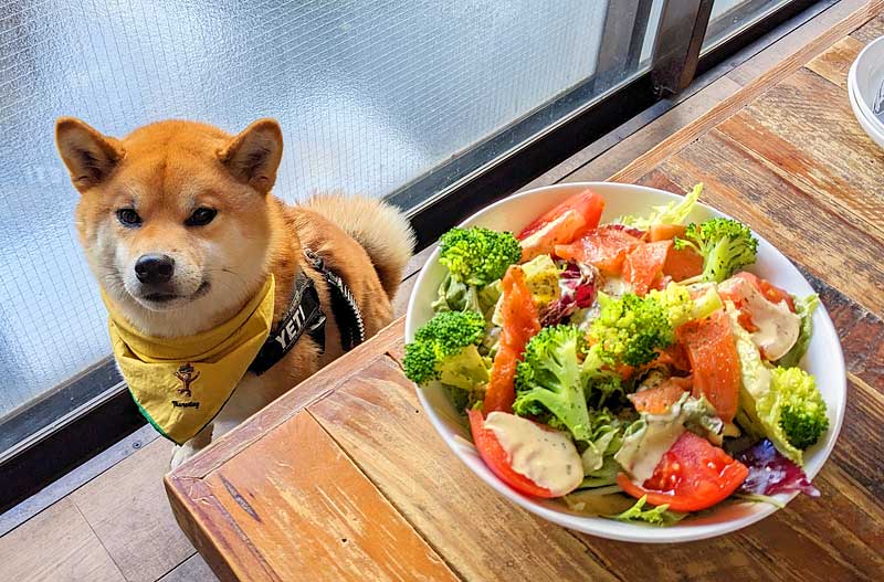 食いしん坊マロたんのために奮闘する飼い主たち！13歳柴犬マロたんの食事事情いぬのきもちWEB MAGAZINE