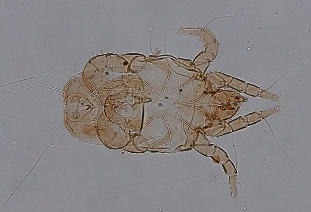 ササラダニの分類から学んだ自然サイエンティスト・ライブラリーJT生命誌研究館