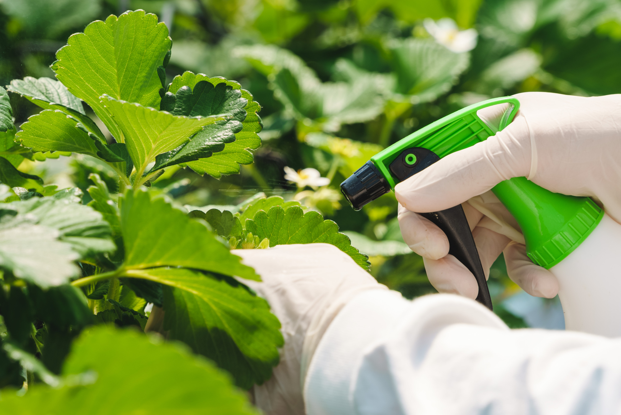 うどんこ病を木酢液で撃退する方法