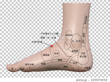 Amazon.co.jp: フェリモア 足 つぼ 模型 立体 体系的 足裏 甲 足首 足裏マッサージ 位置確認 足つぼ左右セット:ドラッグストア