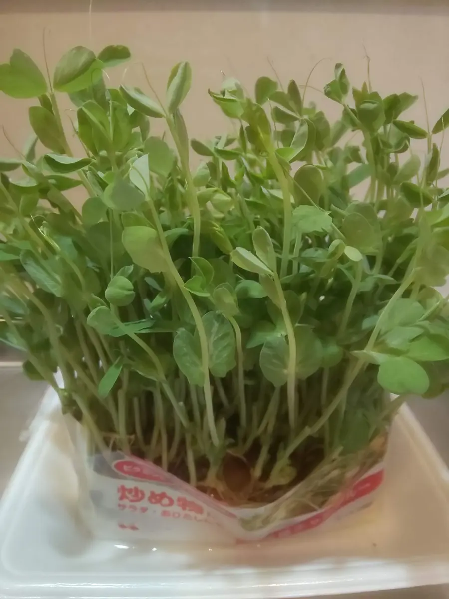 豆苗の育て方 無農薬で水耕栽培する方法文鳥事典