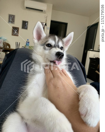 表情豊かなハスキー犬 病院に着いた時の豹変ぶりがすごい！ 「落差の激しすぎるしょんぼり顔」Hint-Pot