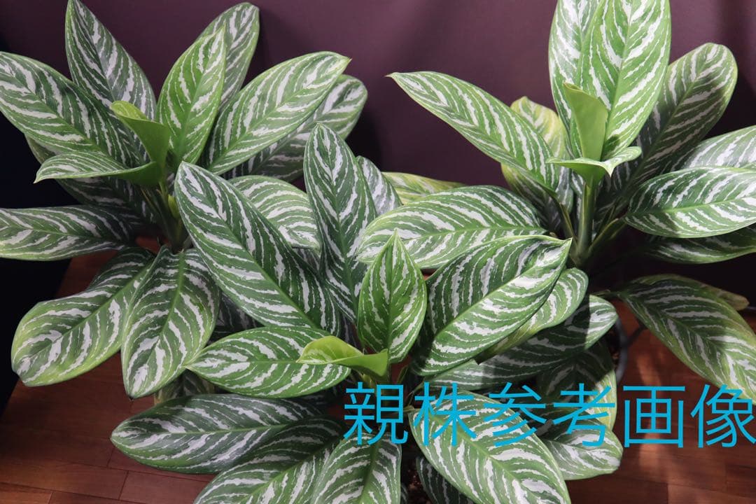 アグラオネマの種類11選人気品種から希少種まで写真付きで紹介 育て方付きミドリス雑草対策クラピアの販売・施工