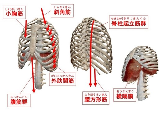 押すと痛い肋軟骨炎とは？セルフチェックまで医師が解説