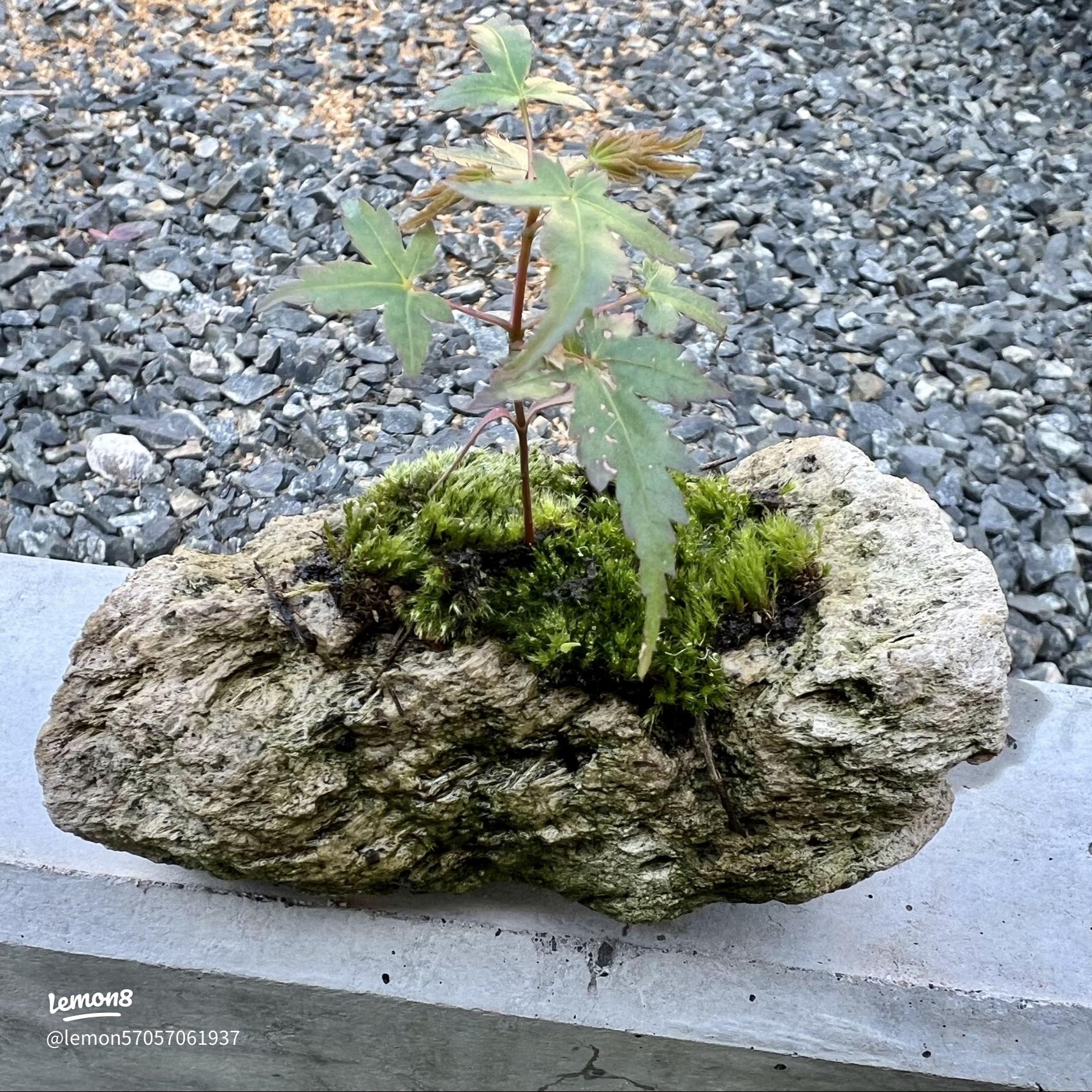 Amazon.co.jp: 足用軽石 軽石 足用天然軽石 かかと削り 角質取り お風呂 かかと フットケアツール 天然軽石 角質落とし かかと角質除去硬い皮膚のカルス除去剤とスクラバー 両面ペディキュアフットファイル 乾燥した角質のためのフットエクスフォリエータースクラバーとカルスリムーバー