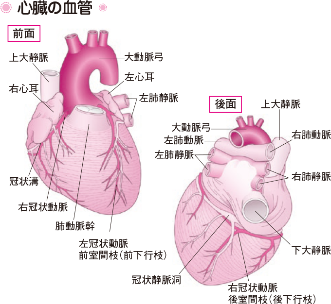大血管 胸部・腹部