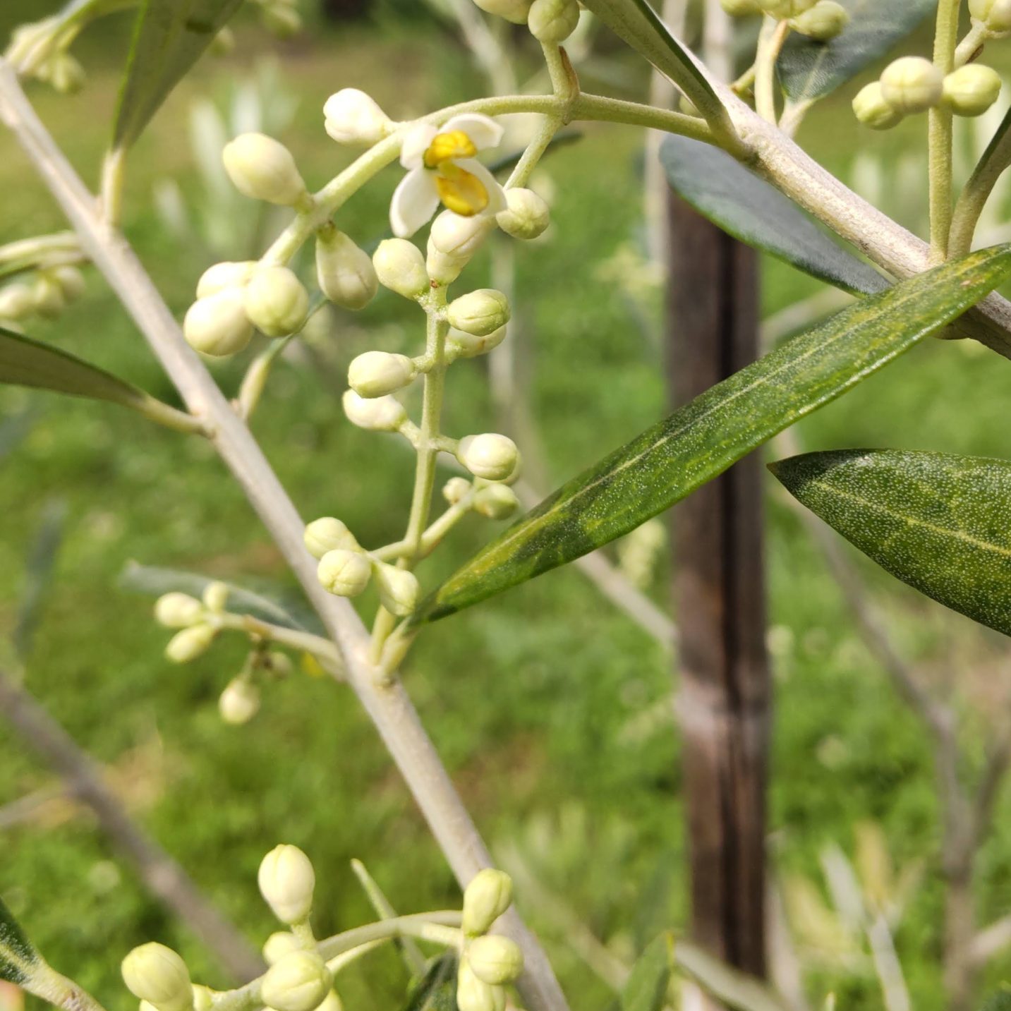 ロシアンオリーブ の特徴と育て方苗木部の部室 〜苗木、育てよう〜 By 花ひろばオンライン