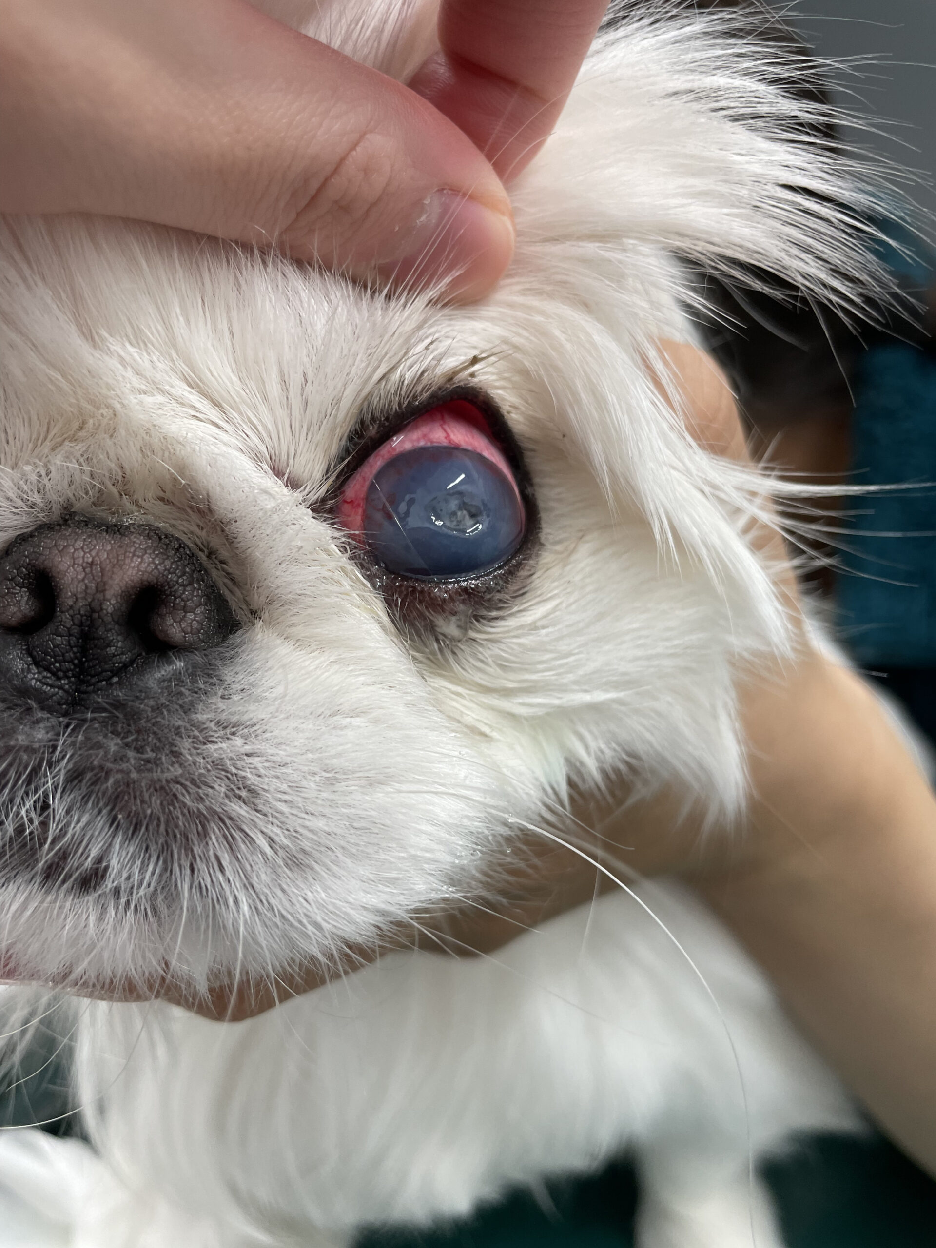 皮膚疾患 - 多賀城市・仙台市で犬猫の動物病院をお探しなら たかひら動物病院