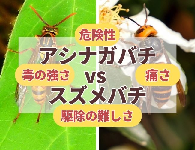 アシナガバチに両手を刺され、腫れてパンパンに膨れ上がってしまった！！ハチの巣に注意！！ 2017-8-2 - イングリッシュガーデン 柴垣グリーンテック