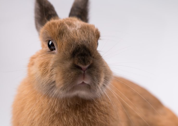 獣医師監修 犬にワセリンを塗っても平気？使うメリットやおすすめの商品を紹介 - petan