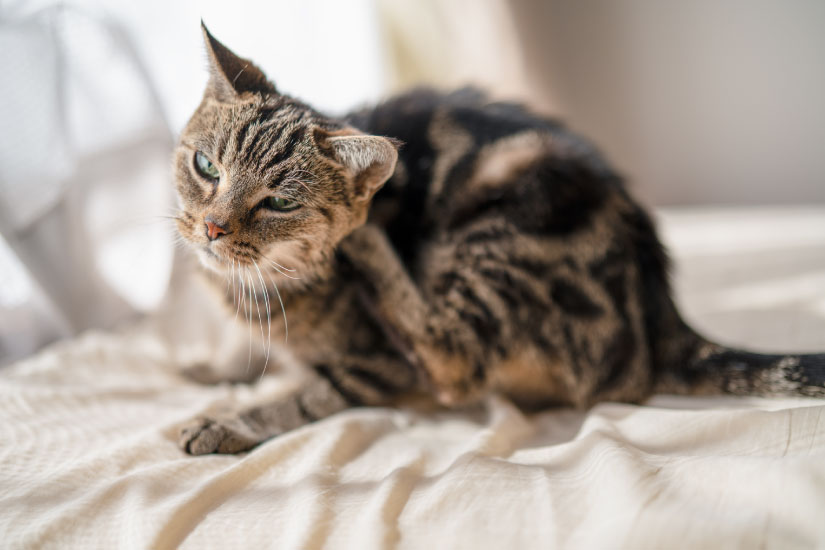 Ⅰ.虫刺症の概念 －虫による皮膚疾患とは－・Ⅱ.虫刺症の見分け方のポイントhifu・ka web 皮膚科ウェブ 帝國製薬