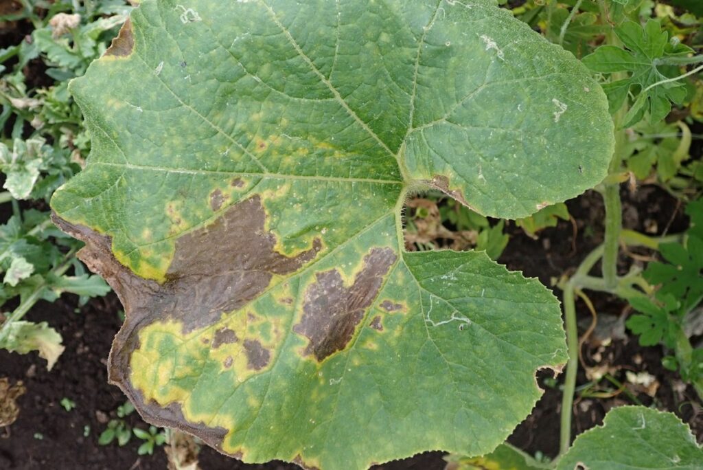 カボチャ種子 うどんこ病に強い 黒皮南瓜 ダークホース の通販ホームセンター コメリドットコム