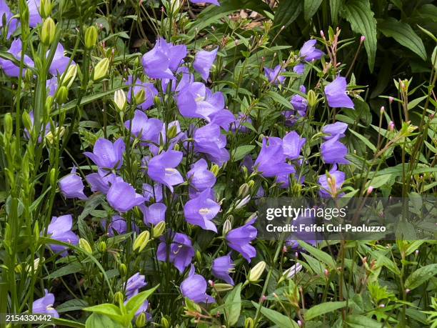 多年生植物 - Wikipedia