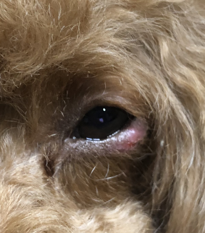 19 : 犬のマイボーム腺腫切除術瞼の出来物林動物病院