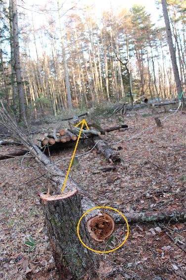 腐った木の幹の写真素材210109022- イメージマート