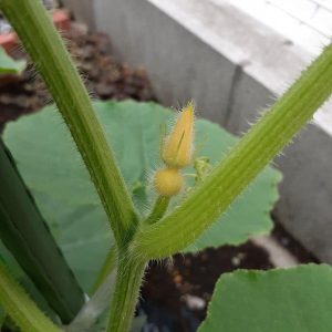 ハッキリわかるカボチャの収穫の目安と、雌花が枯れる原因ニャハハの家庭菜園－ポタジェと水耕栽培