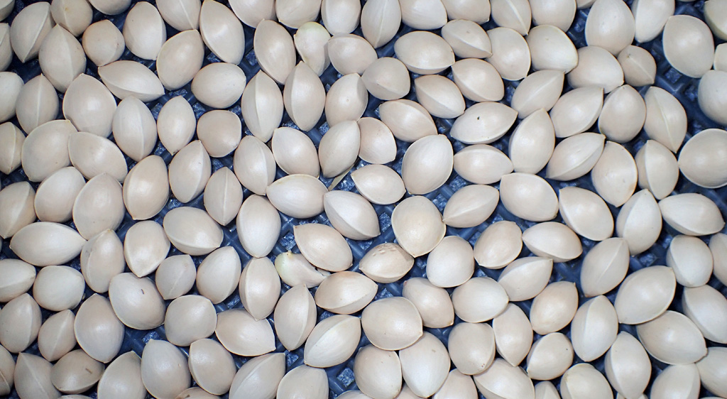イチョウの実・銀杏 ギンナン