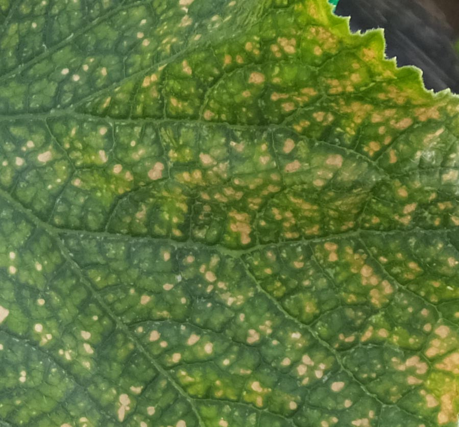 キュウリの葉に黄色く小さな斑点が出たら注意！キュウリべと病の防除方法