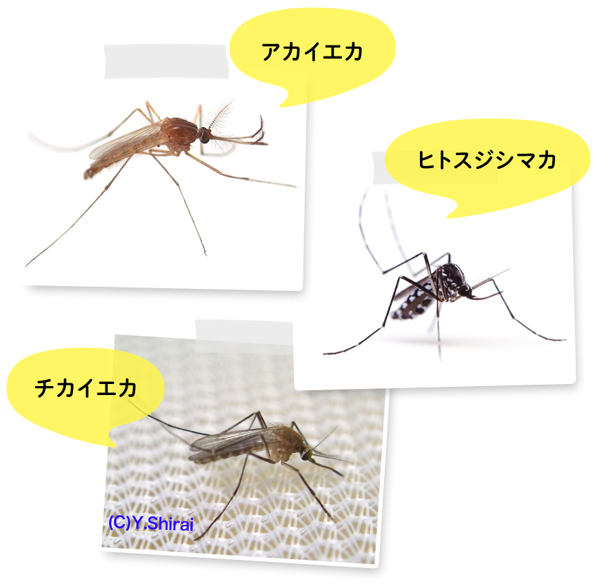 越冬卵のために吸血 秋の蚊に注意が必要な理由 - ウェザーニュース