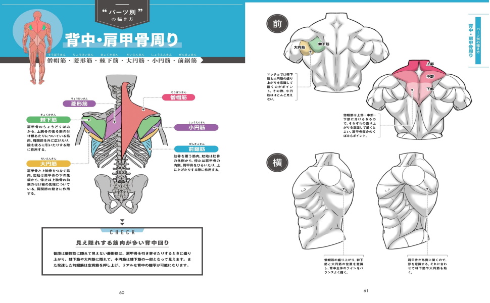 絵の評価と男性の筋肉の描き方について質問です。私は昨日から男性の筋肉の- Yahoo!知恵袋