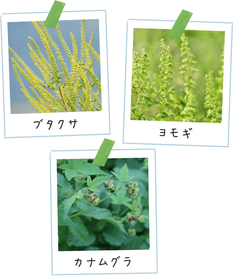 花粉症の元になるブタクサを、“天敵”の虫を放って食べさせる？ 研究で示された「生物的防除」の現実味WIRED.jp