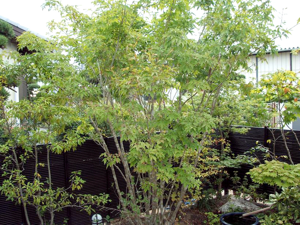 アオダモ木 - アオダモを購入しましたが、なんだか元気がありませ- Yahoo!知恵袋