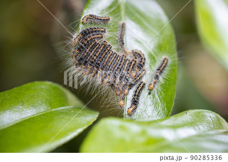 南但馬自然学校 自然のページ