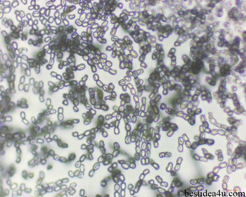 腐ったみかんはNG！カビや傷のついたみかんの見分け方みっかびブログ三ヶ日みかんの通販・ギフト購入ならJAみっかび公式オンラインショップ