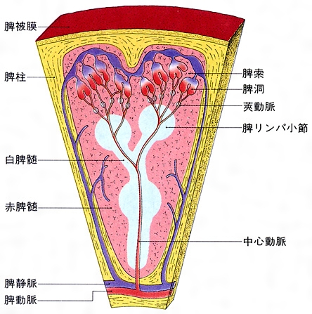 ✨脊柱侧弯≠ 单纯体态问题它和五脏六腑息息相关！ 当脊柱歪斜，往往会牵动肝肾脾的运作，导致： 🔹气血不畅🔹筋骨失衡🔹内脏受压
