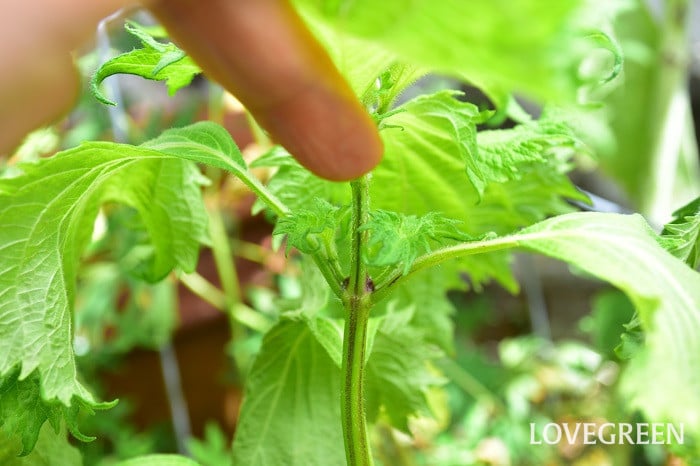 青紫蘇の育て方！食卓にあったら嬉しい大葉をプランターで簡単栽培わたしの野菜育て方図鑑