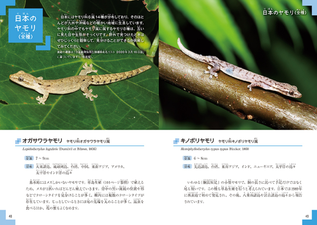 ニホンヤモリは実はとっても飼いやすい！飼育方法や食べ物、寿命、名前の由来などについて詳しく解説いたします◎えんぎ株式会社ENGI Inc