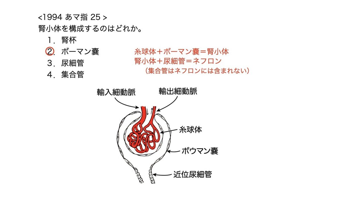 腎臓のはたらき 腎臓病・透析に関わるすべての人の幸せのための じんラボ