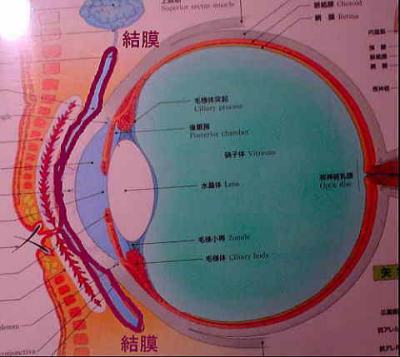 1,200点を超える眼球 断面図のイラスト素材、ロイヤリティフリーのベクター素材グラフィックスとクリップアート - iStock