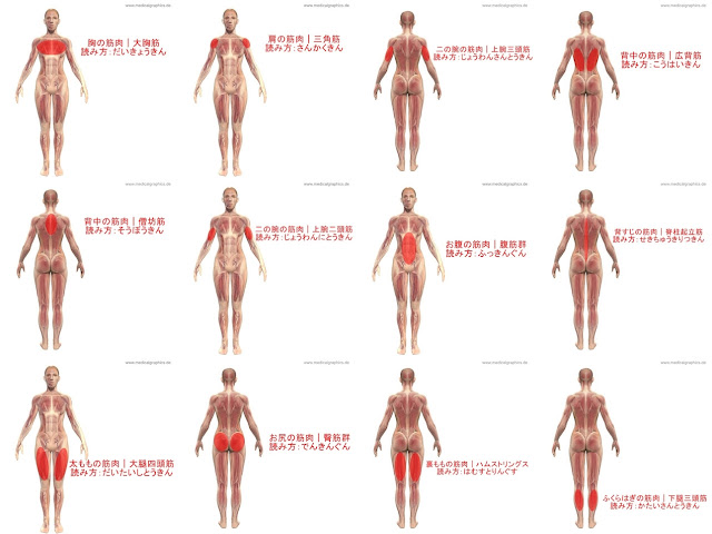 せいろ生活を１ヶ月続けて、うけた恩恵がすごい。いたちょこ🍙