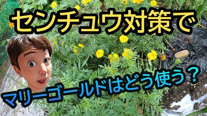 花の育て方「マリーゴールド」 2ページ目 ぬくもり