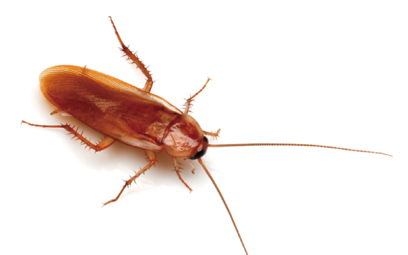 ゴキブリを知る害虫を知るアース害虫駆除なんでも事典