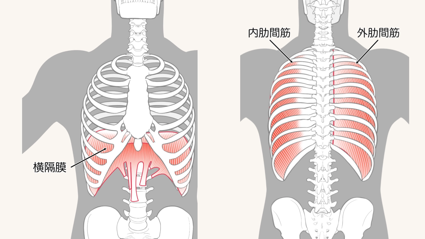 外肋間筋 がいろっかんきん今浪勉の「わかりやすい」機能解剖学！イマナミー・解剖学