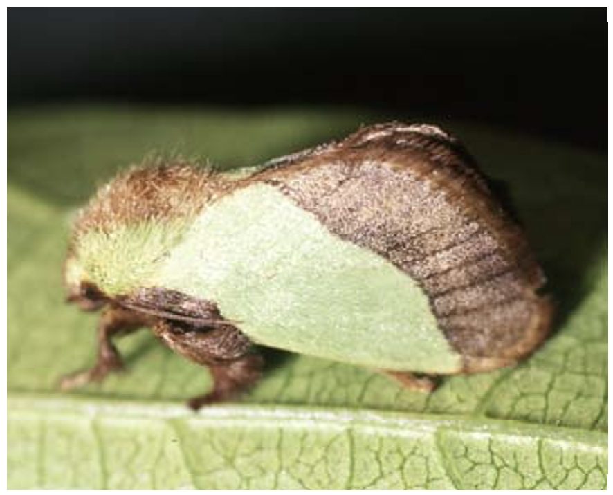 皮膚炎をおこす害虫株式会社テイソートヨカ