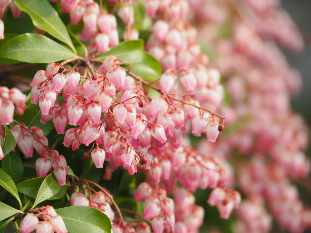 とにかく万能で使い勝手が抜群の枝物、アセビ。 - はなめも。～花屋のメモ帳～