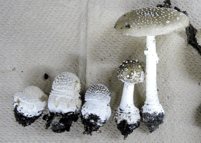 2021年7月8日 白いキノコ : 小雀公園里山日記