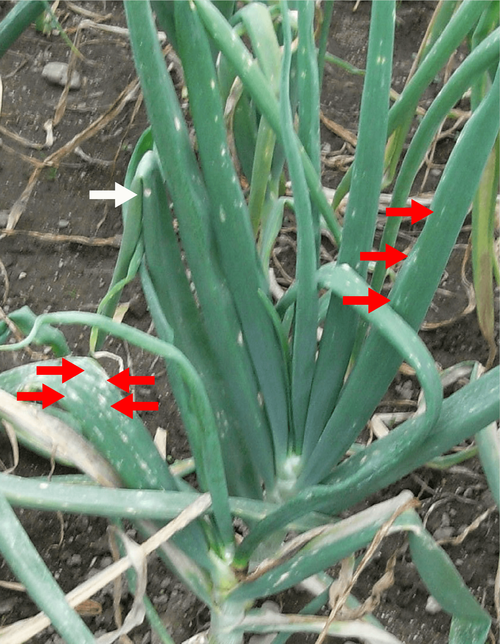 たまねぎ家庭菜園やガーデニングに役立つ家庭園芸用薬剤のご紹介農薬インデックス・やさしい検索サイト