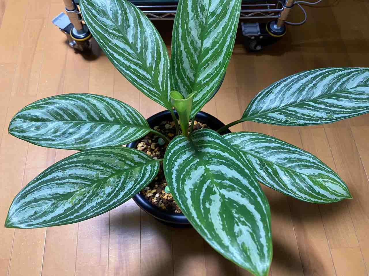 希少種 アグラオネマ カーティシ