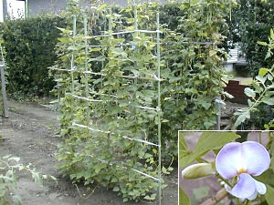 四角豆 しかくまめうりずん豆 ウリズン：旬の野菜百科