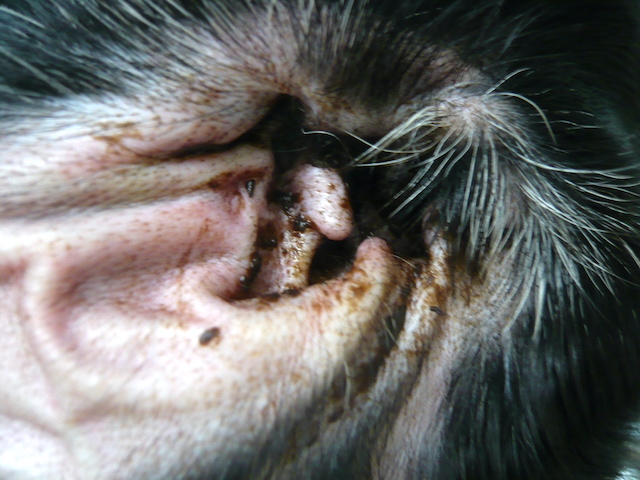 SOSを見逃すな！ アトピー性皮膚炎の兆候はズバリ色！？Vol.16WOLVES HAND動物病院グループ