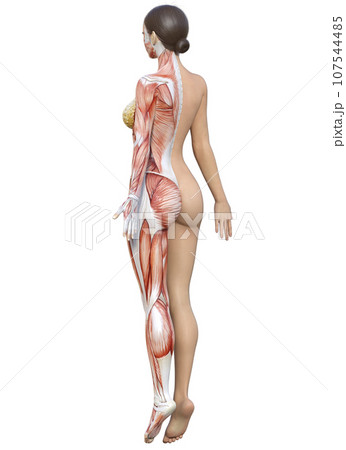 無料イラストマラソンランナーの後ろ姿パブリックドメインQ：著作権フリー画像素材集