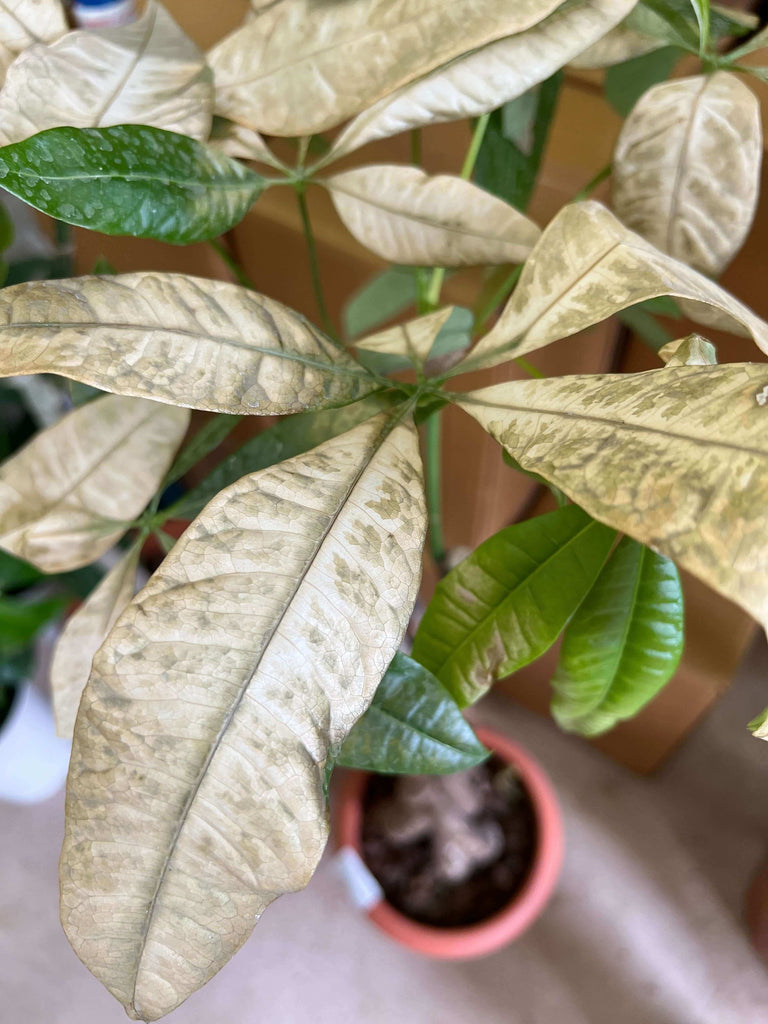 フィカス・アルテシマが枯れる？原因と復活対策を徹底解説観葉植物でお部屋を癒し空間に