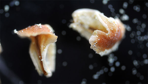 マツの花を観察して裸子植物の特徴を調べよう！ 胚珠がむき出し理科の授業をふりかえる