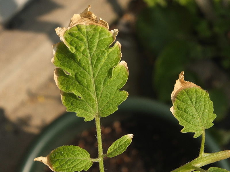 トマト葉が突然白く枯れる低温障害ミライ菜園