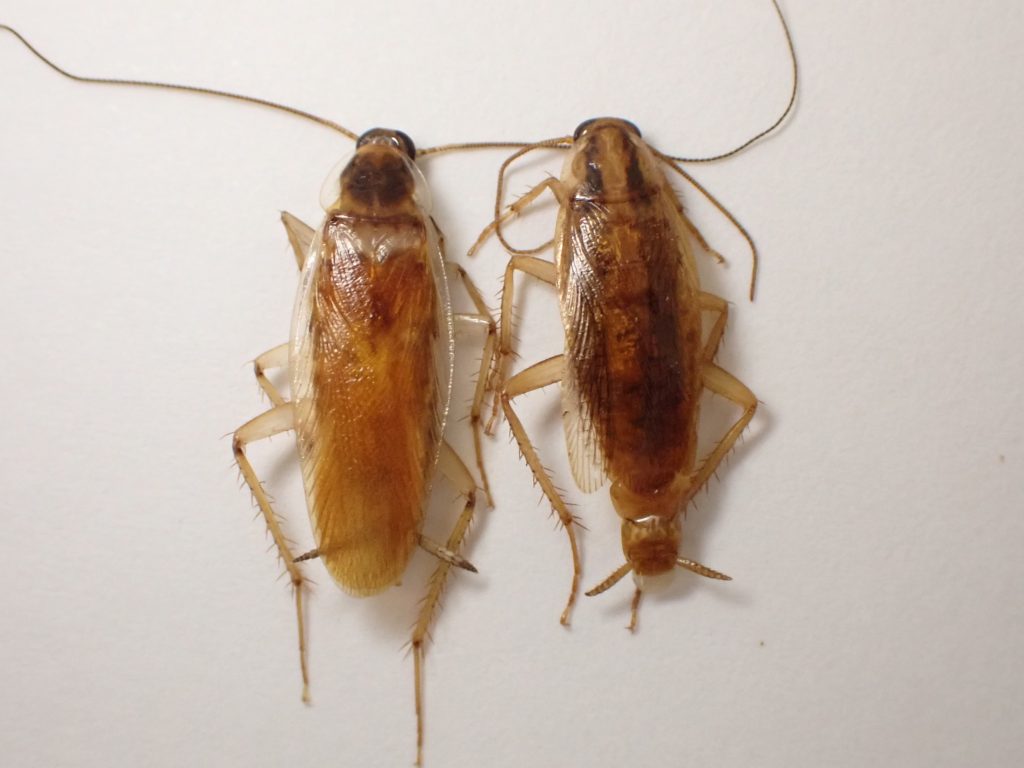 小さいゴキブリみたいな虫2種類！ゴキブリだったときの対策7つも紹介！タスクル