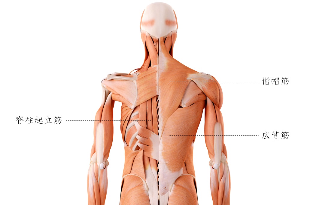 アーティストに意識して欲しい筋肉 ドラム編−前編Move for the Body ～身体のために今できることを～